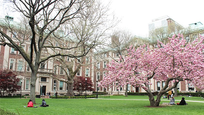 Mathematics Lawn in the springtime with the flower tree in bloom
