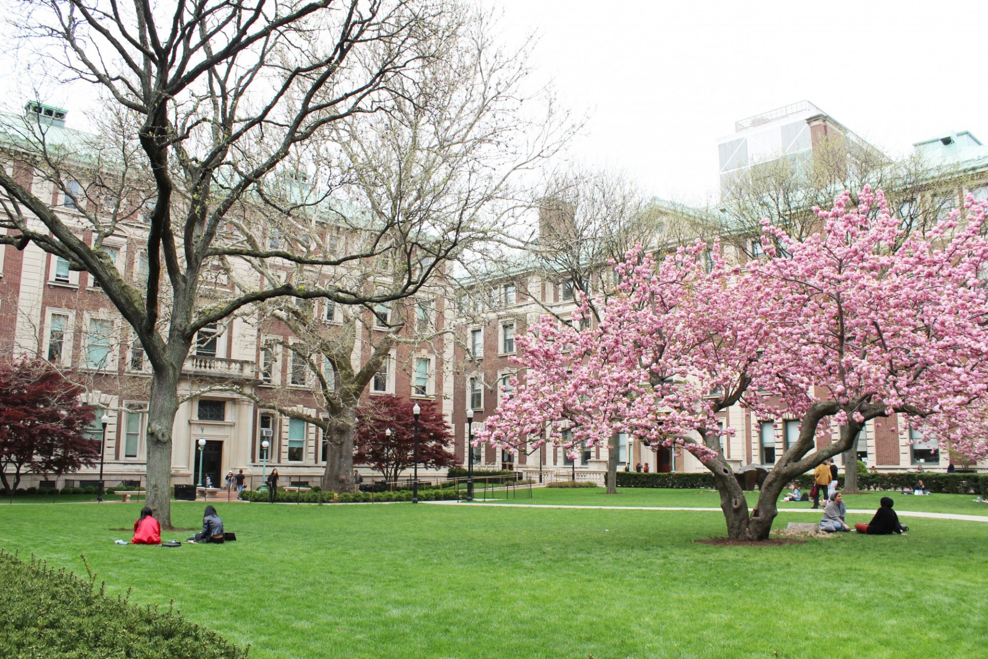 The Mathematics lawn during spring, with no leaves on the large sycamore tree, and a flowering cherry blossom tree in bloom, with students sitting on the grass by the trees.