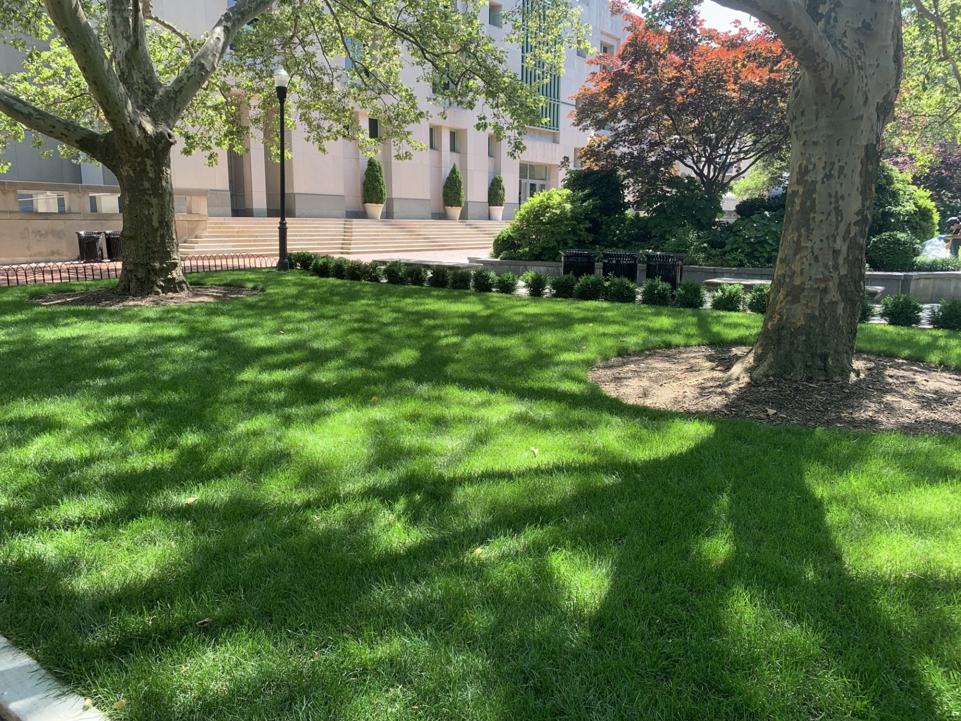A lawn with two trees and small shrubs planted around the perimeter.