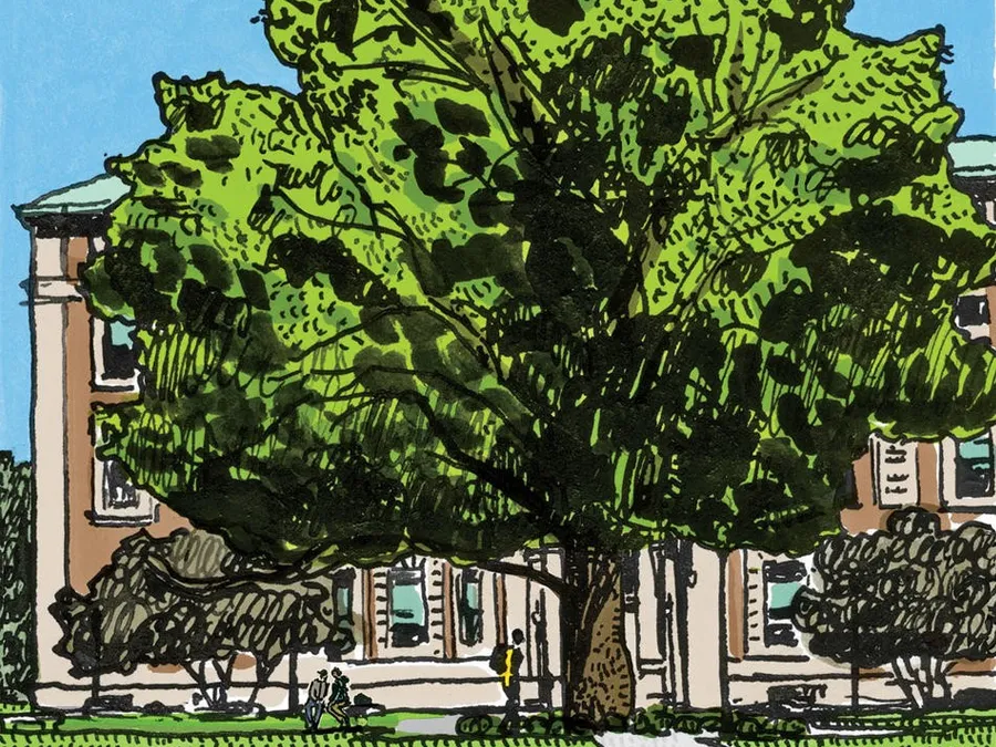 Illustration of the sycamore tree outside of Mathematics