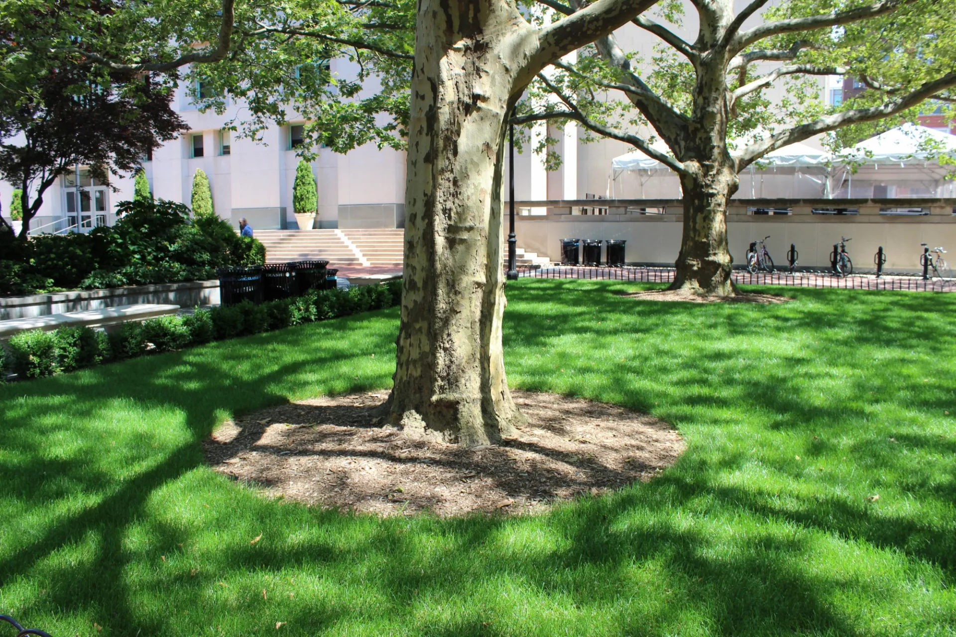 A lawn with two trees and small shrubs planted around the perimeter.